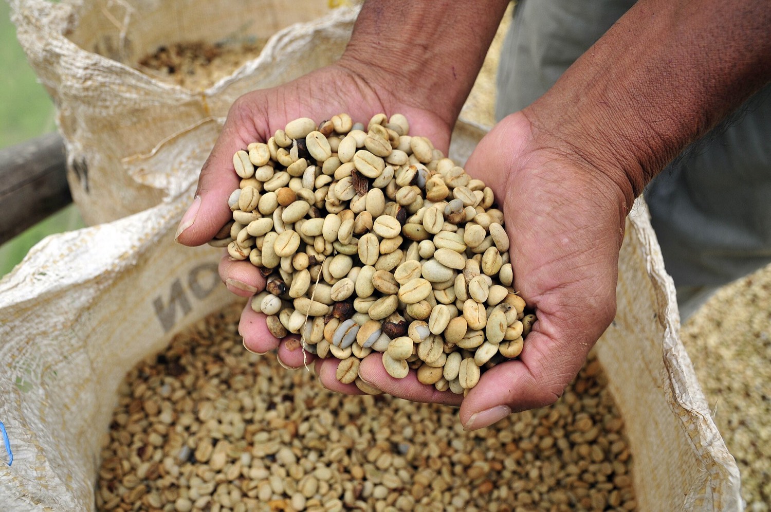 Manos sosteniendo café pergamino sobre un saco de yute