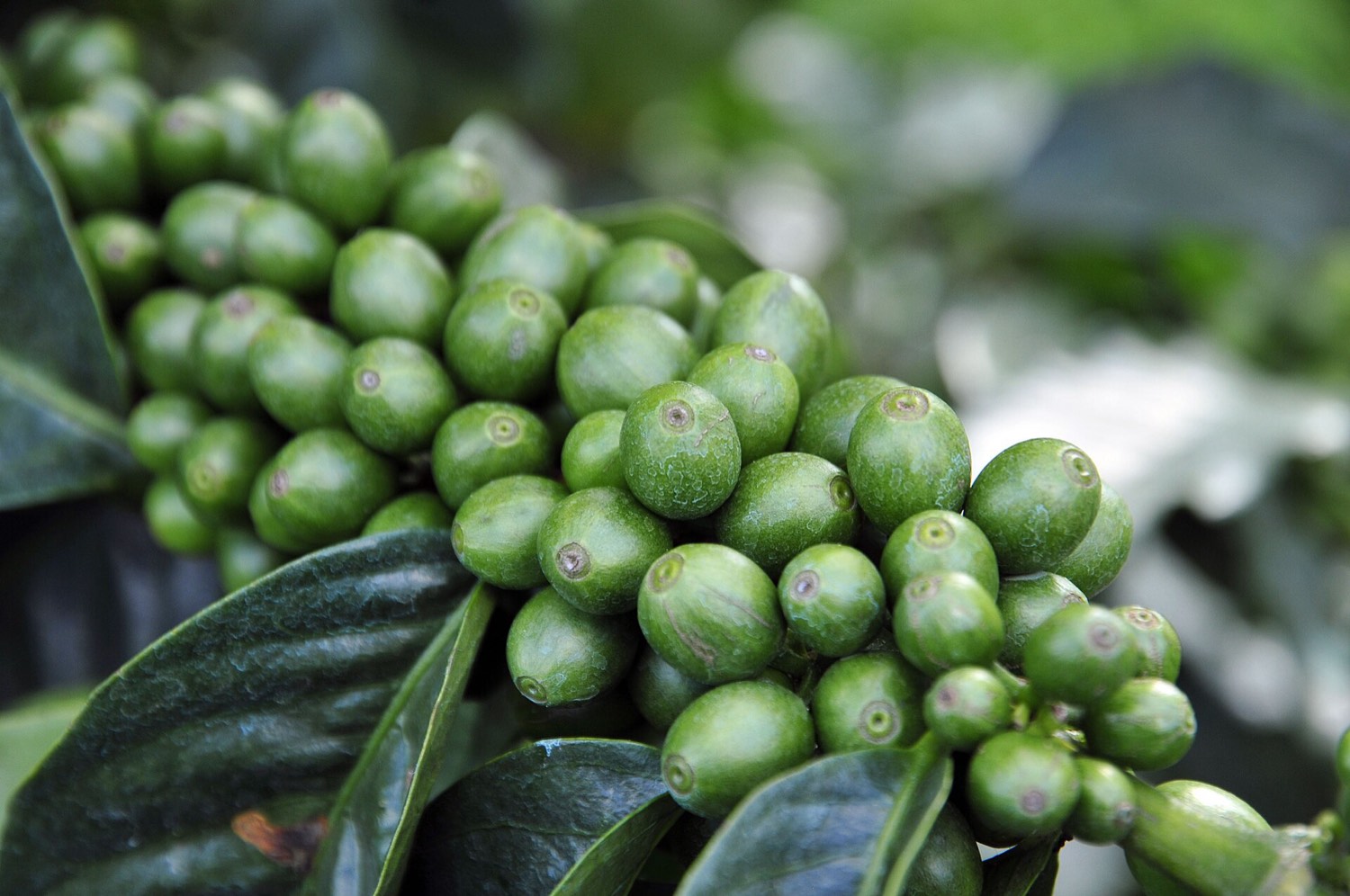 Racimo de cerezas de café en la rama